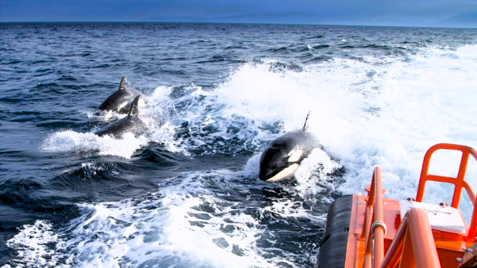Orcas greifen Segelboote bei Mallorca an! Erneut Orca-Angriff auf Menschen - diesmal bei Regatta