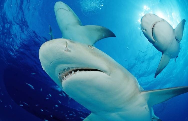 Hai-Attacke zerfetzt Mann an spanischem Strand - Wasser färbt sich blutrot - Panik am Strand!