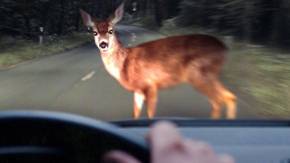 Schwerer Unfall - drei Kinder verletzt! Autofahrerin wollte Tier ausweichen - 5 Personen verletzt