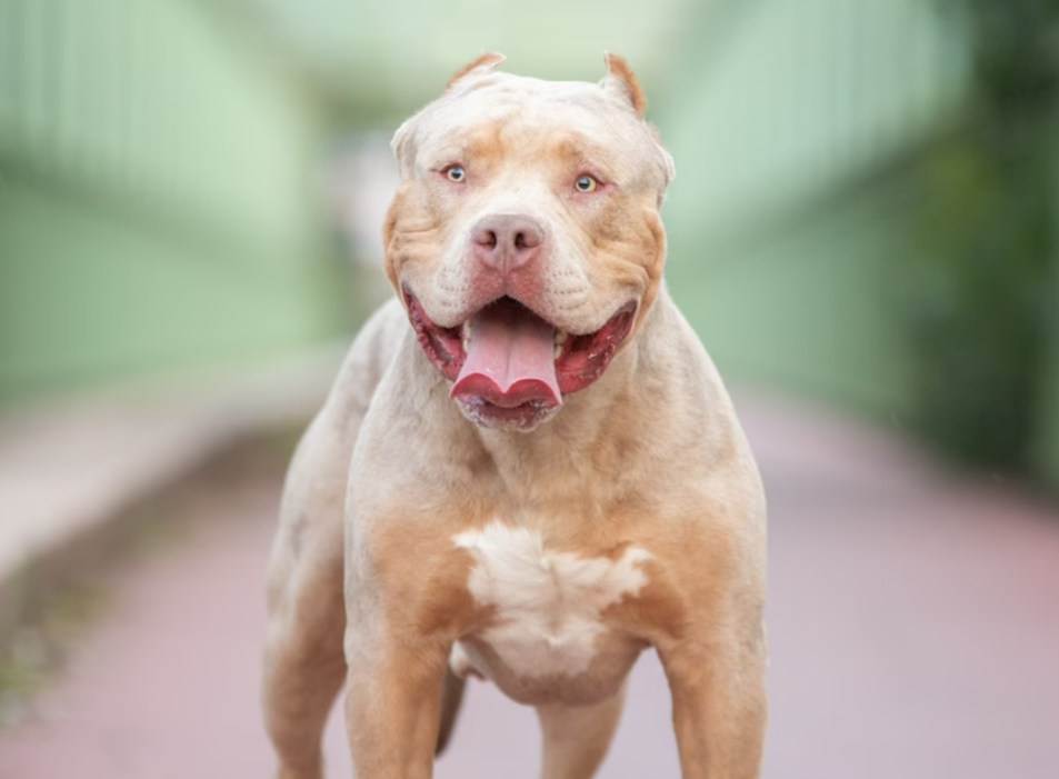 Mann in eigener Wohnung von seinen Hunden zerfleischt!