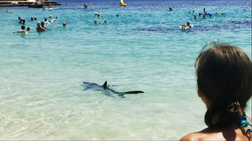 Neuer Hai-Alarm auf Mallorca! Rettungsschwimmer jagen Touristen aus dem Wasser!