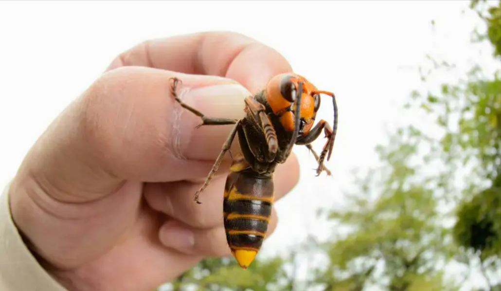 Deutsches Urlaubs-Kind stirbt in Italien nach Stich einer Hornisse! Familie erschüttert!